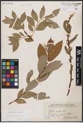 Foto von Salix caprea L. x Salix daphnoides Vill.